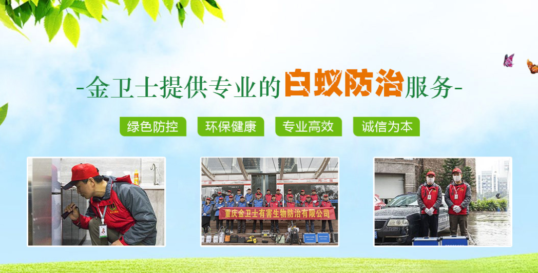丑陋的蟑螂看起來很可怕。如何解決這種情況？